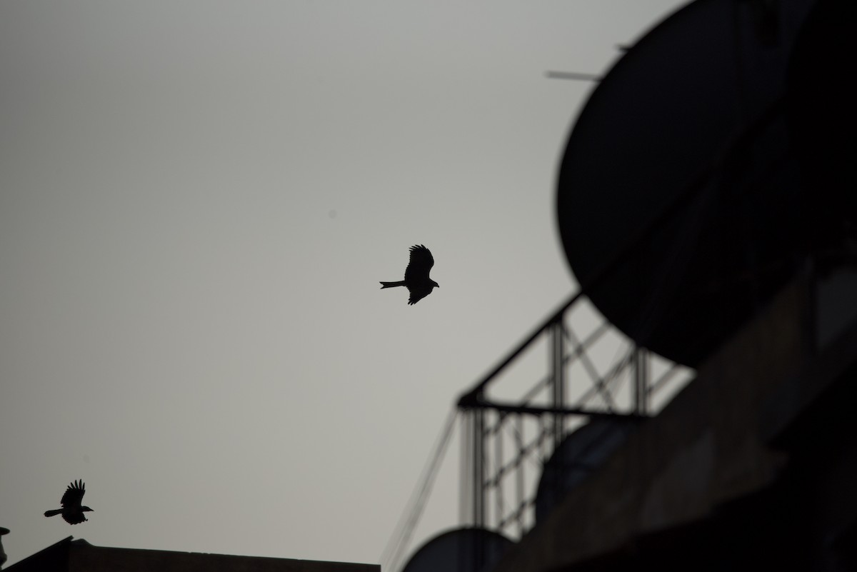 Black Kite (Yellow-billed) - ML610241391