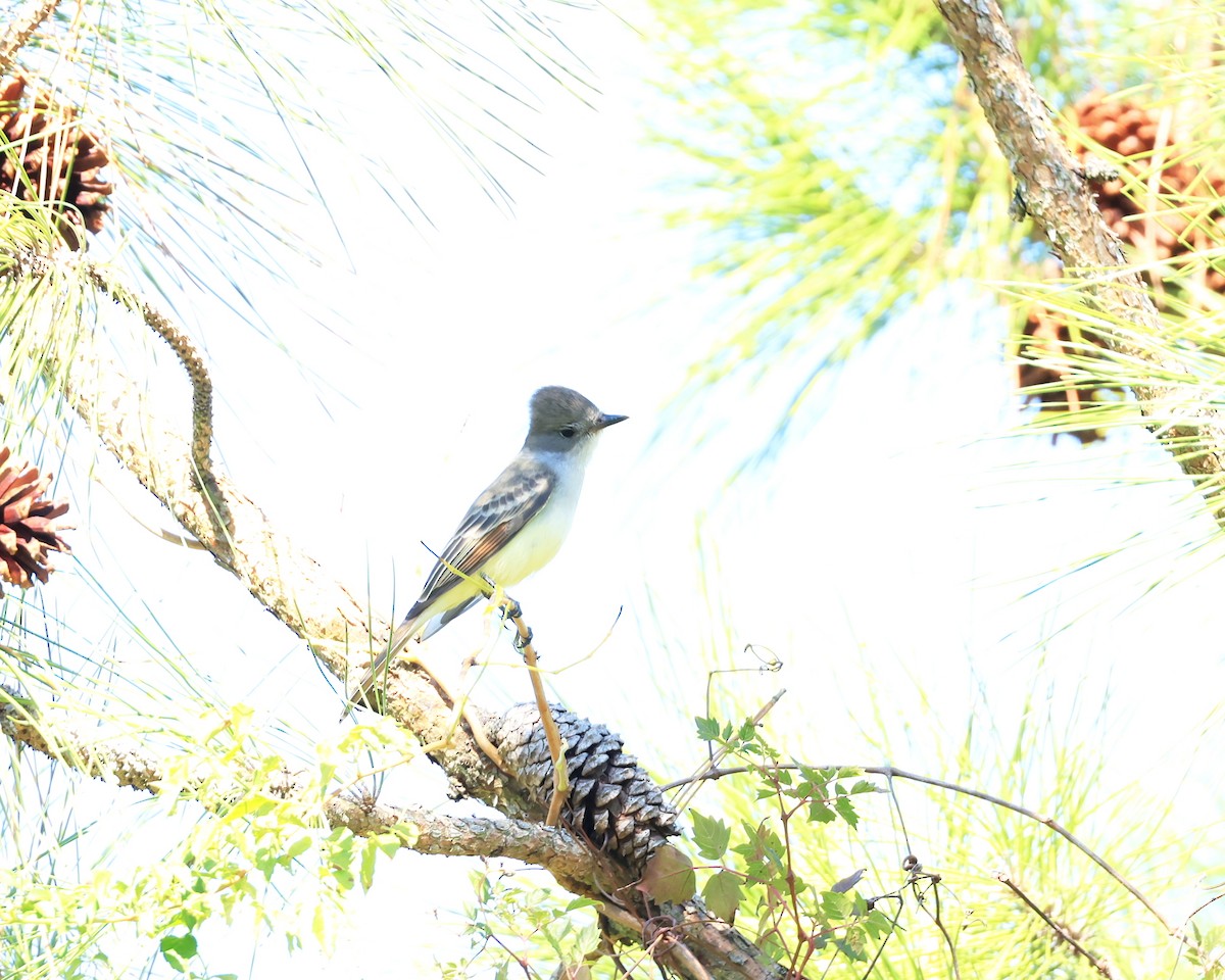 Ash-throated Flycatcher - Brenda Callaway