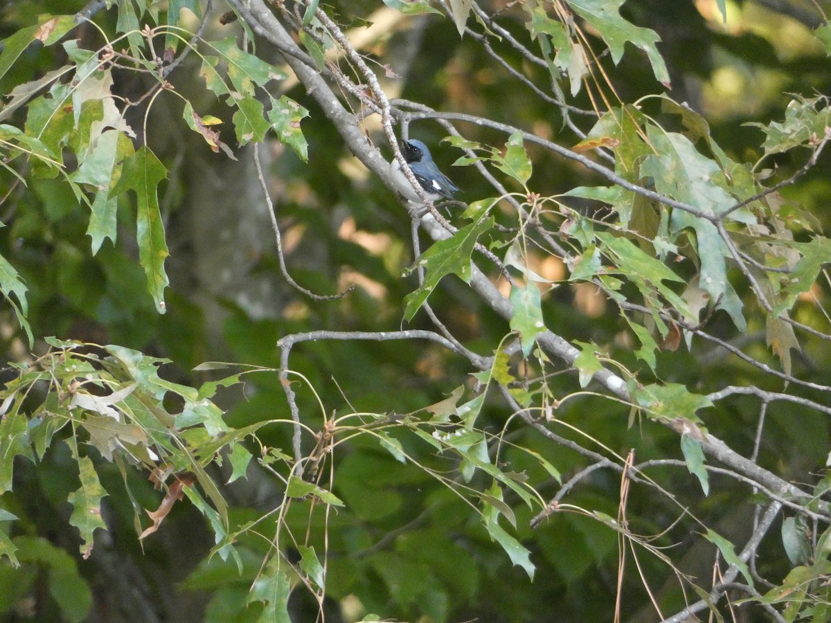 Black-throated Blue Warbler - ML610241582
