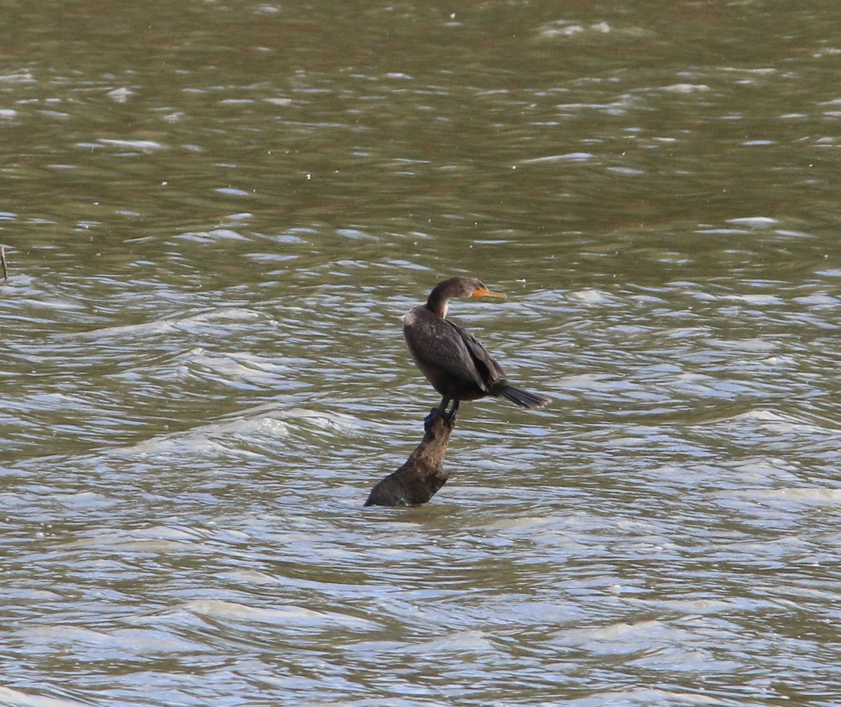 Double-crested Cormorant - ML610241638