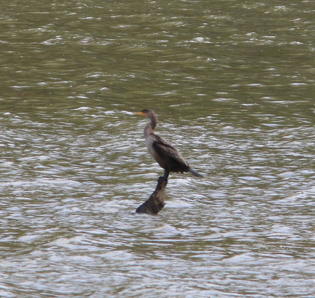 Double-crested Cormorant - ML610241639