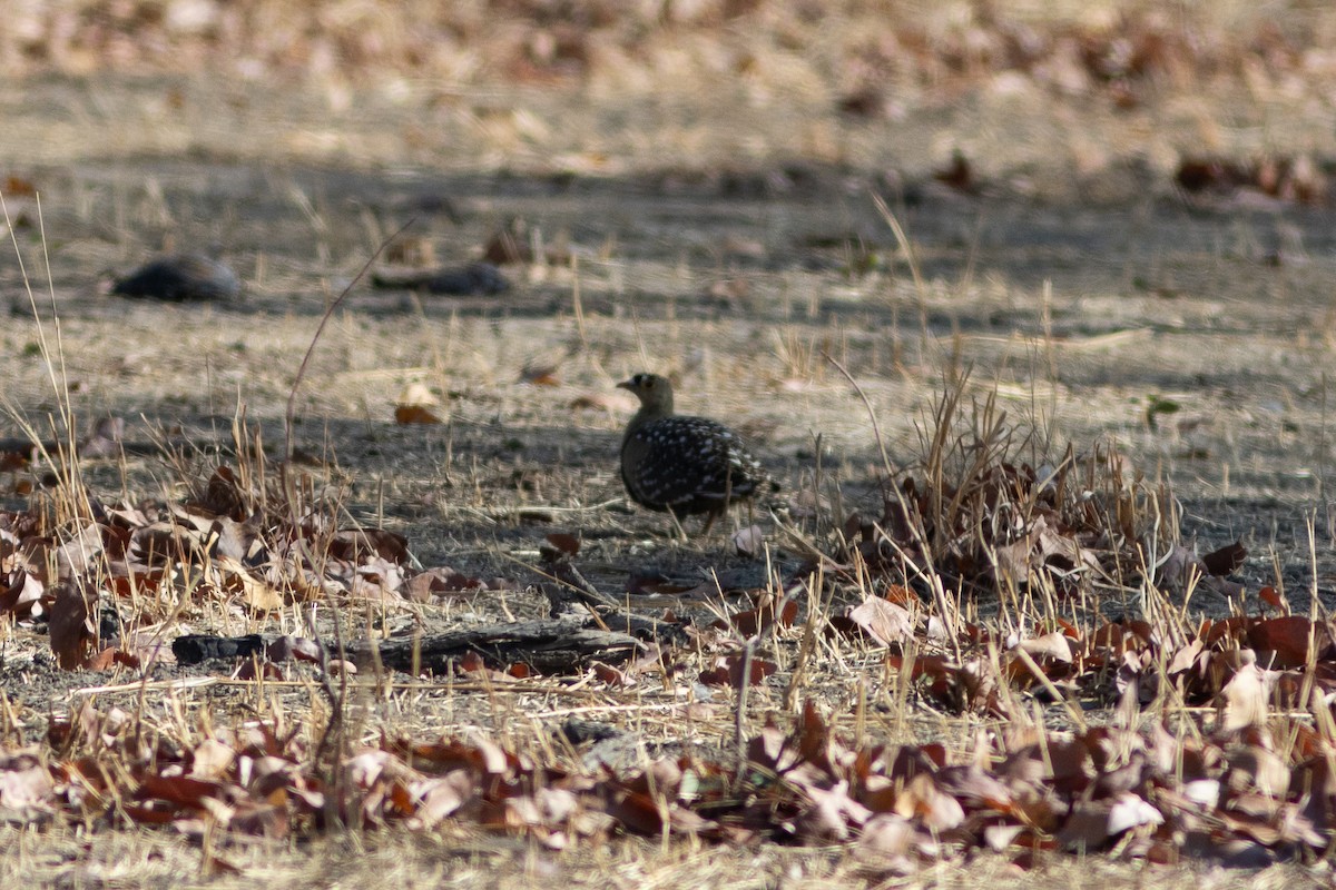 Double-banded Sandgrouse - Edward Jenkins