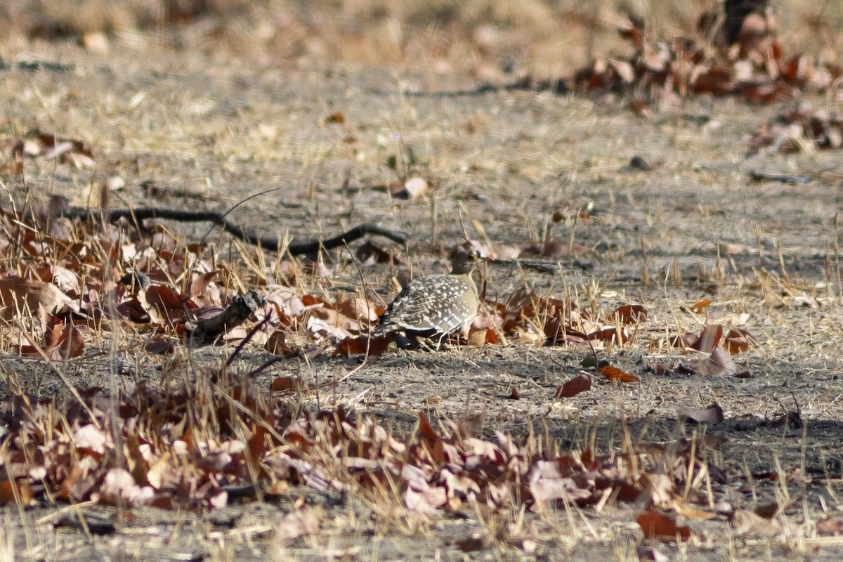 Double-banded Sandgrouse - ML610241645