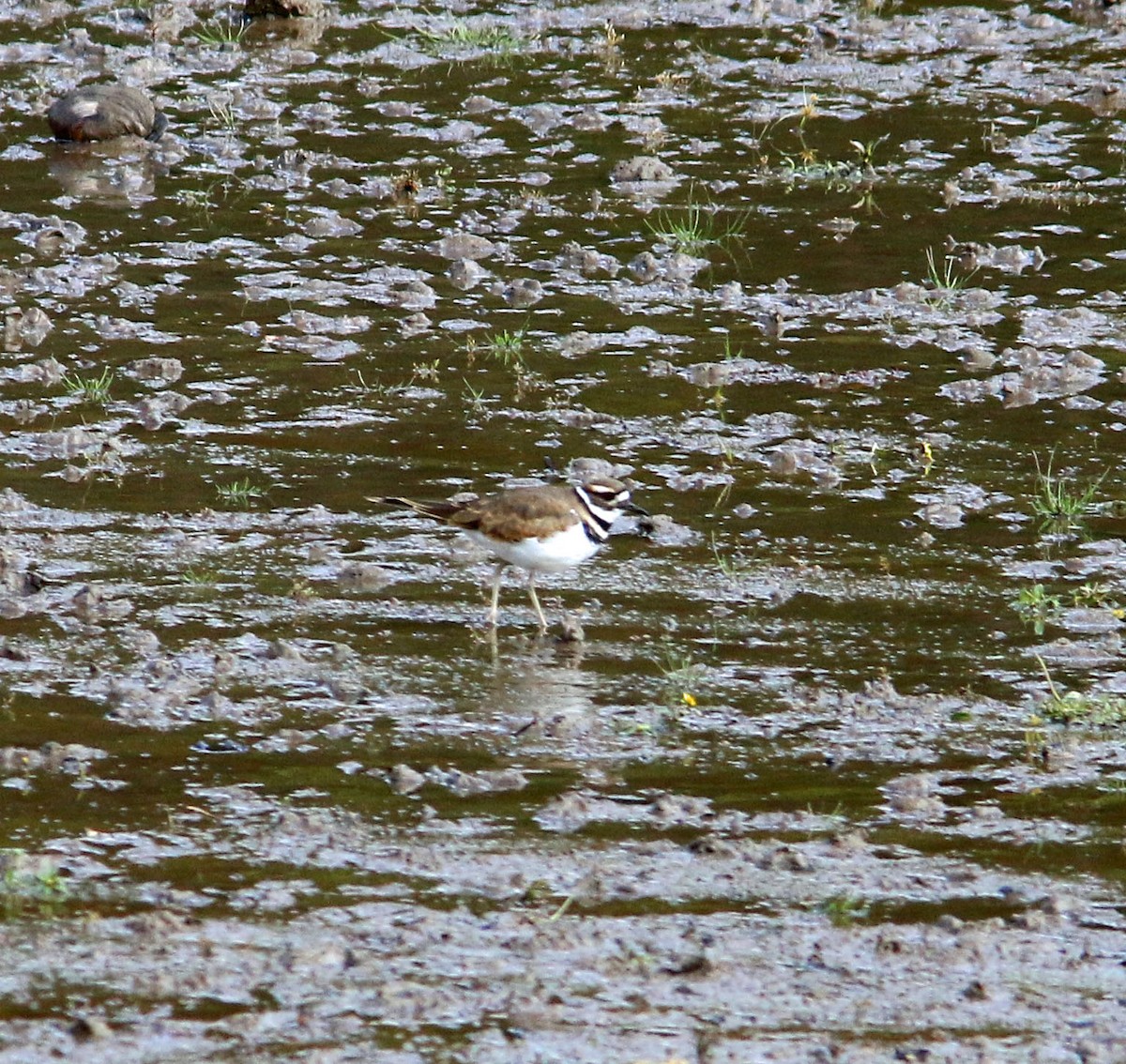 Killdeer - Beth Poole