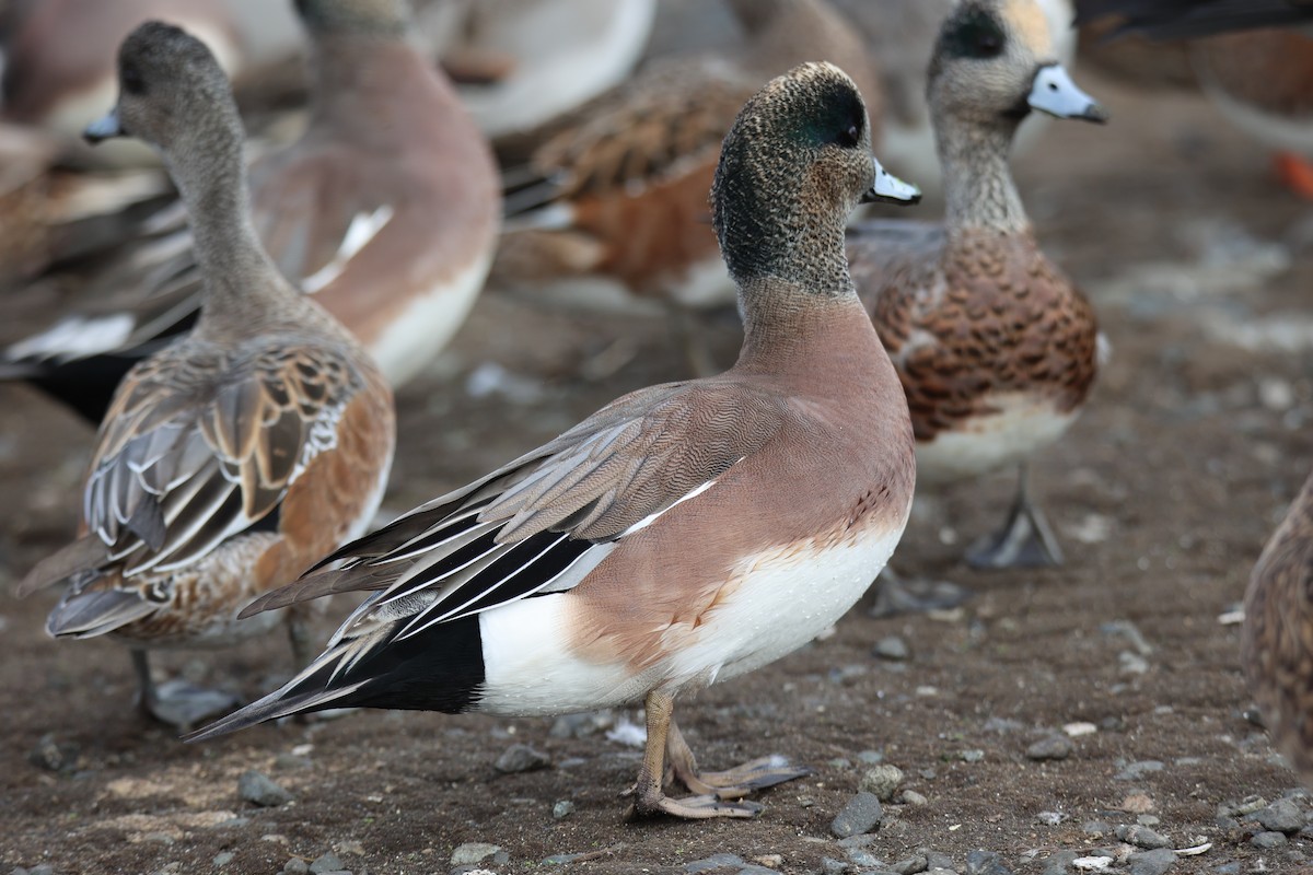 American Wigeon - ML610241744