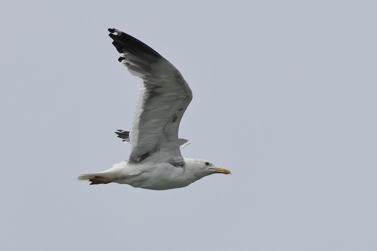 Vega/Mongolian Gull - ML610241800