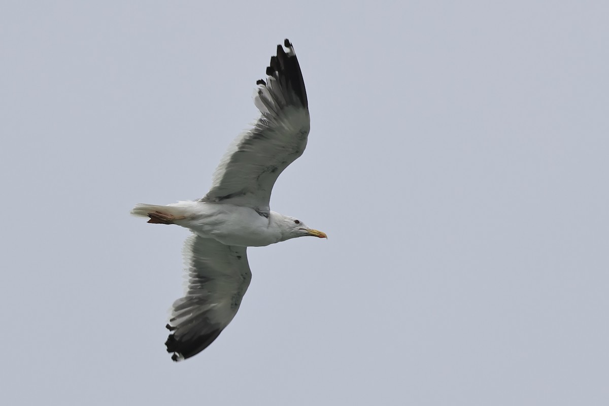 Vega/Mongolian Gull - ML610241801