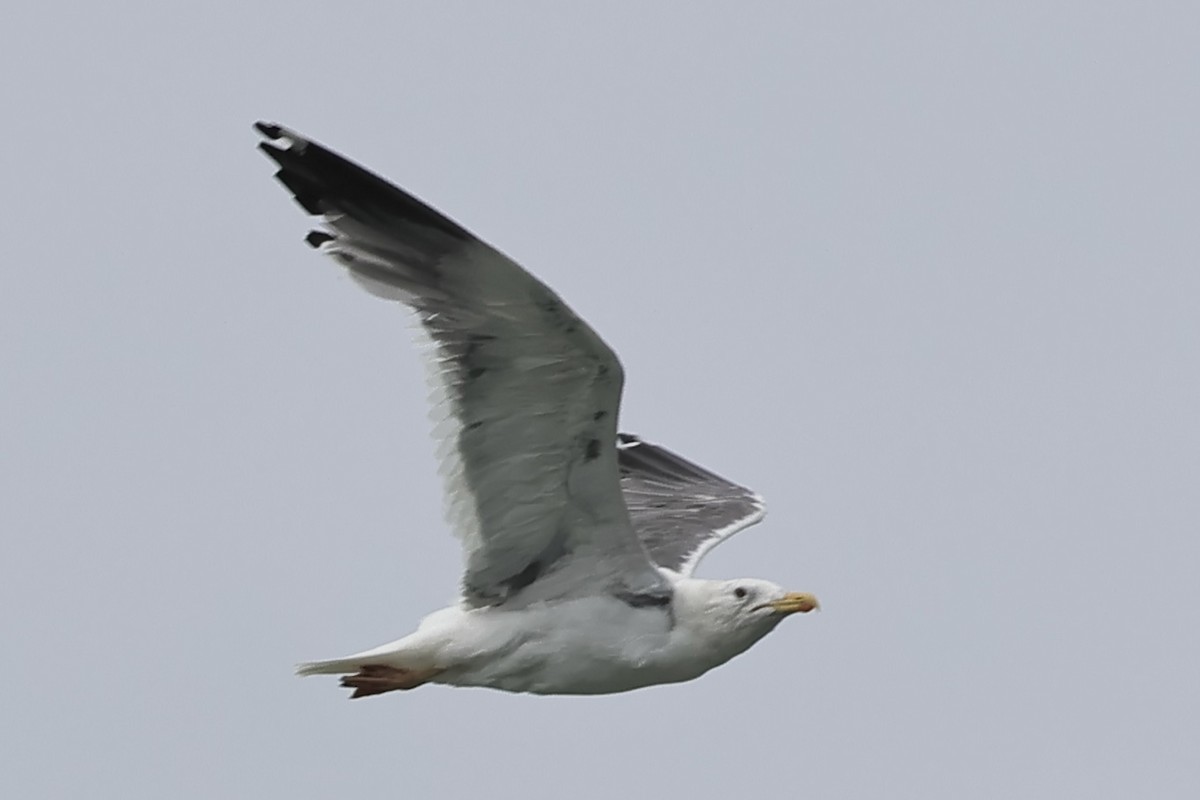 Vega/Mongolian Gull - ML610241802