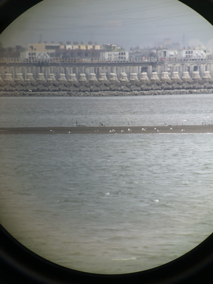 Vega/Mongolian Gull - ML610241803