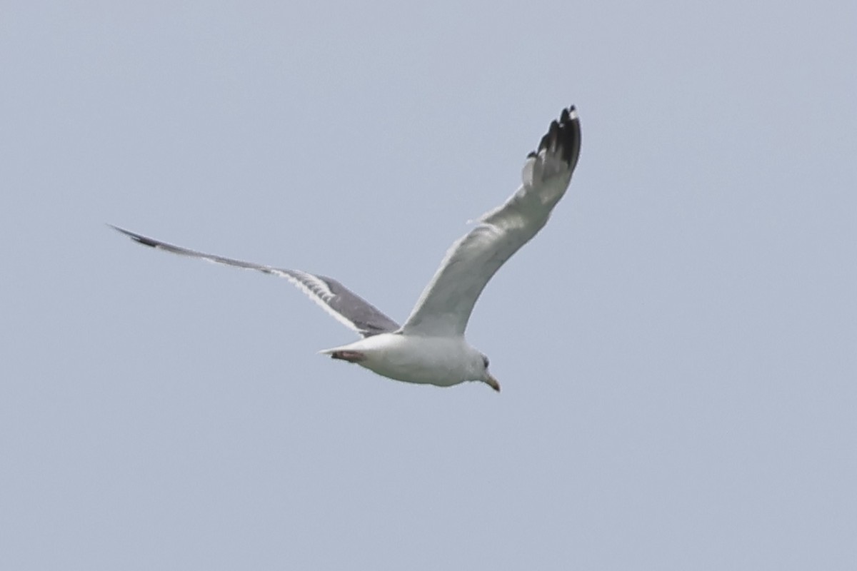 Бэсрэг цахлай - ML610241814