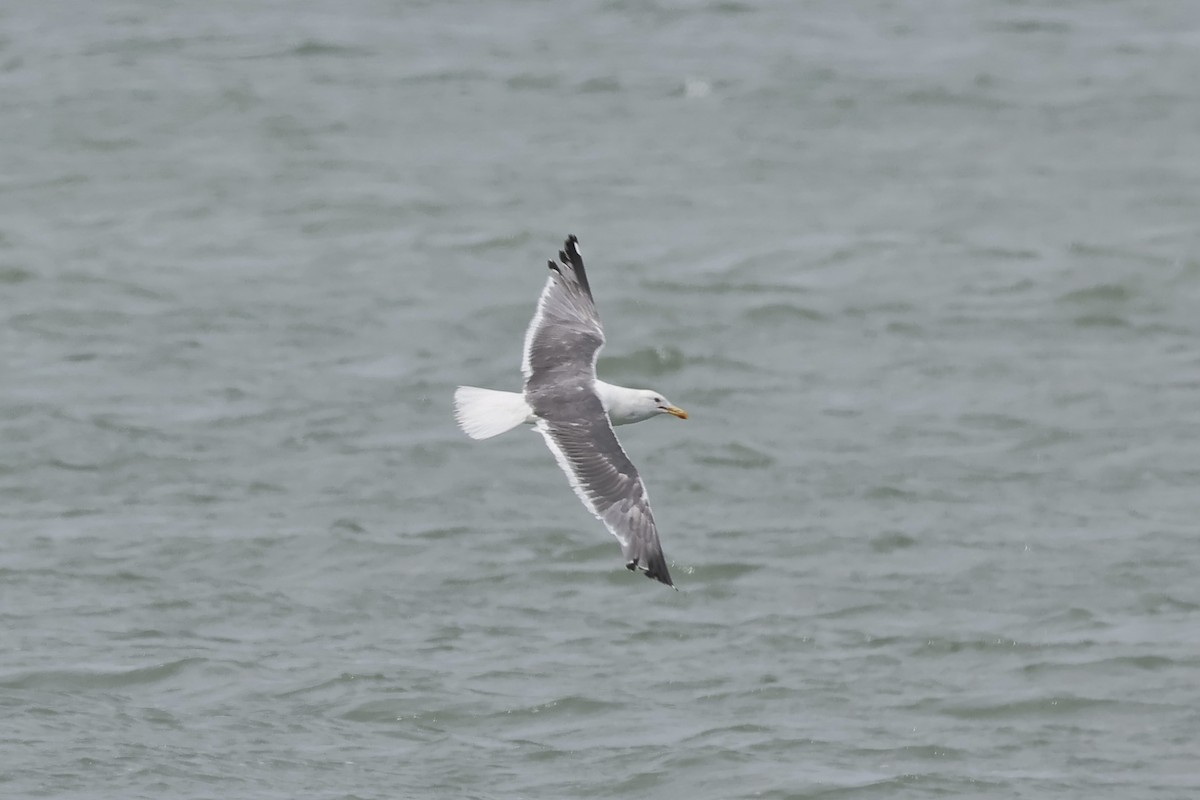 Бэсрэг цахлай - ML610241815