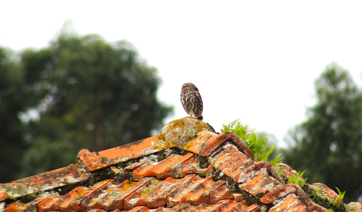 Little Owl - ML610241837