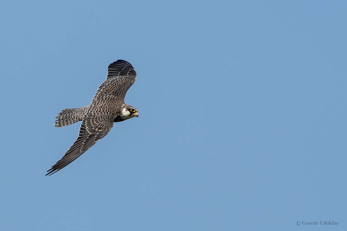 Amur Falcon - ML610241879