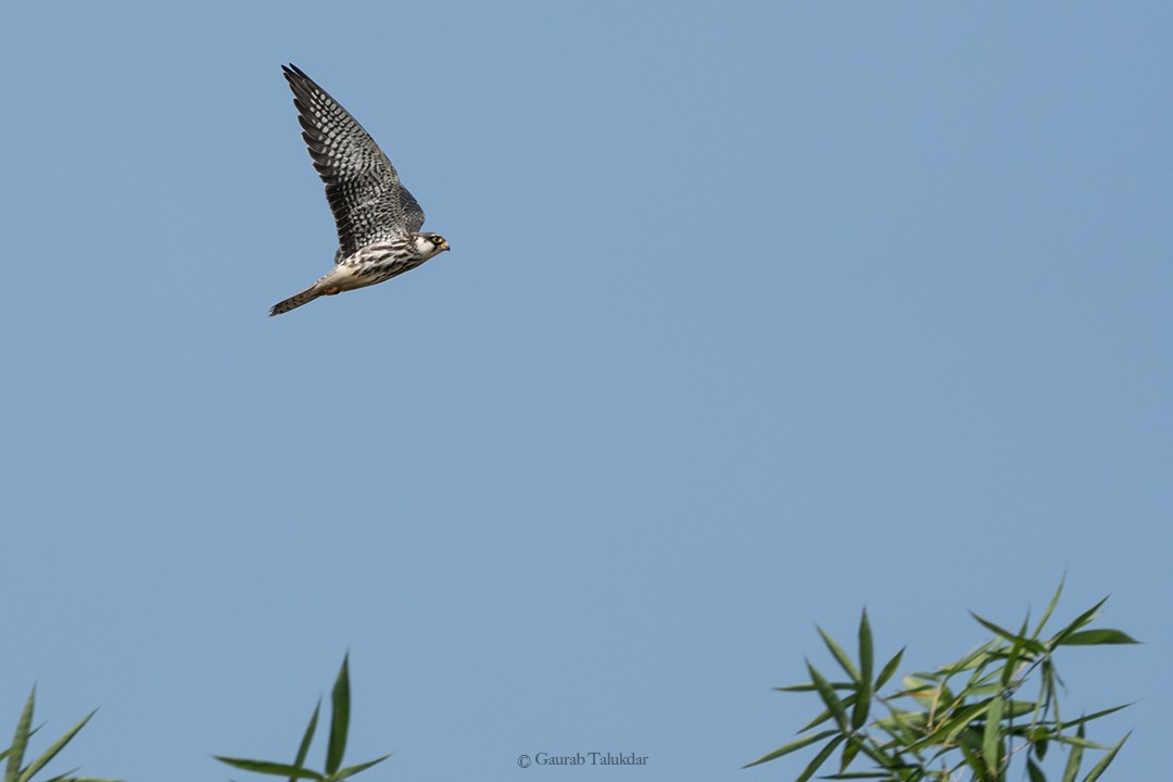 Amur Falcon - Gaurab Talukdar