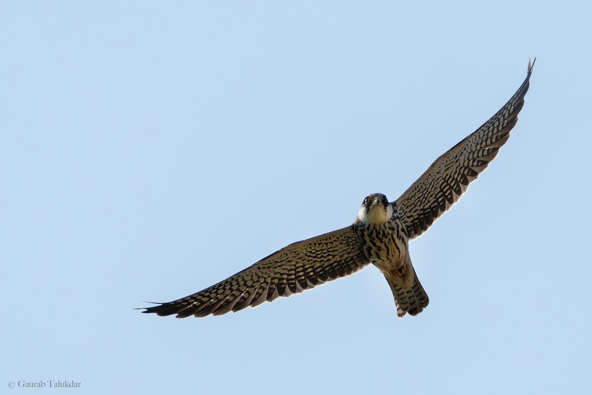 Amur Falcon - Gaurab Talukdar