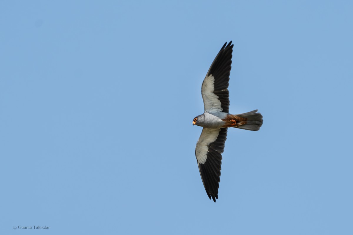 Amur Falcon - Gaurab Talukdar