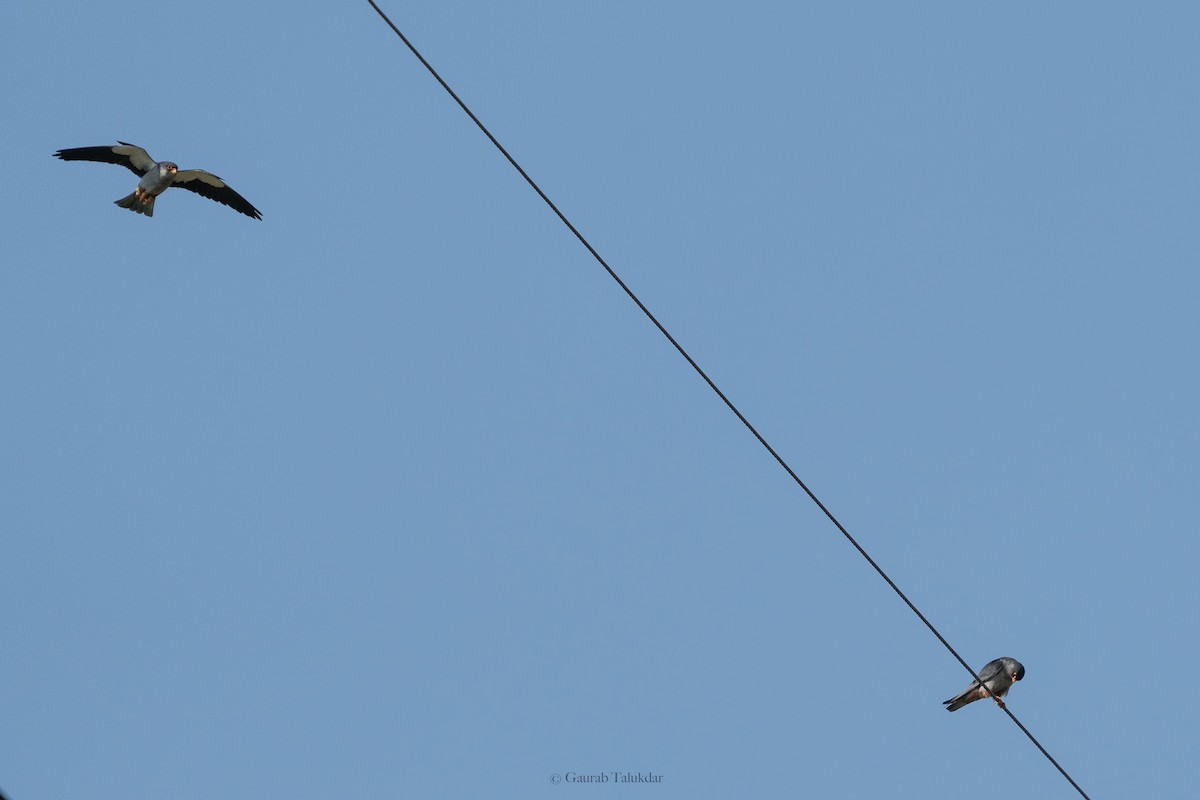 Amur Falcon - Gaurab Talukdar