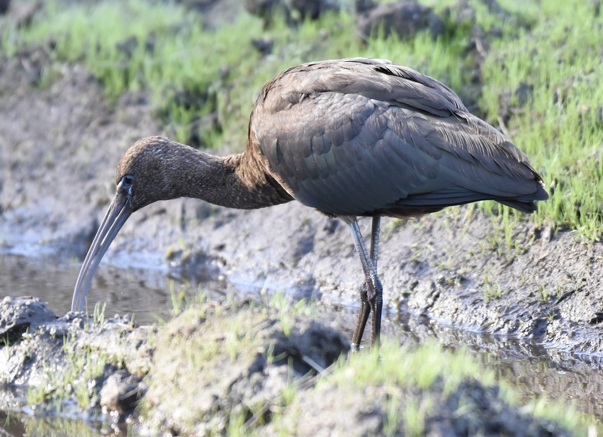 Glossy Ibis - ML610241892