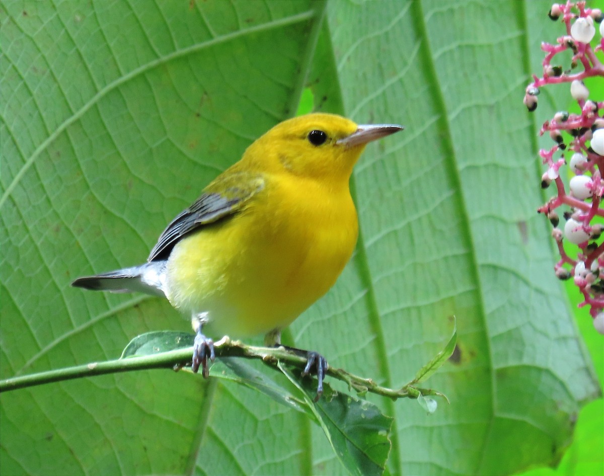 Prothonotary Warbler - ML610241913