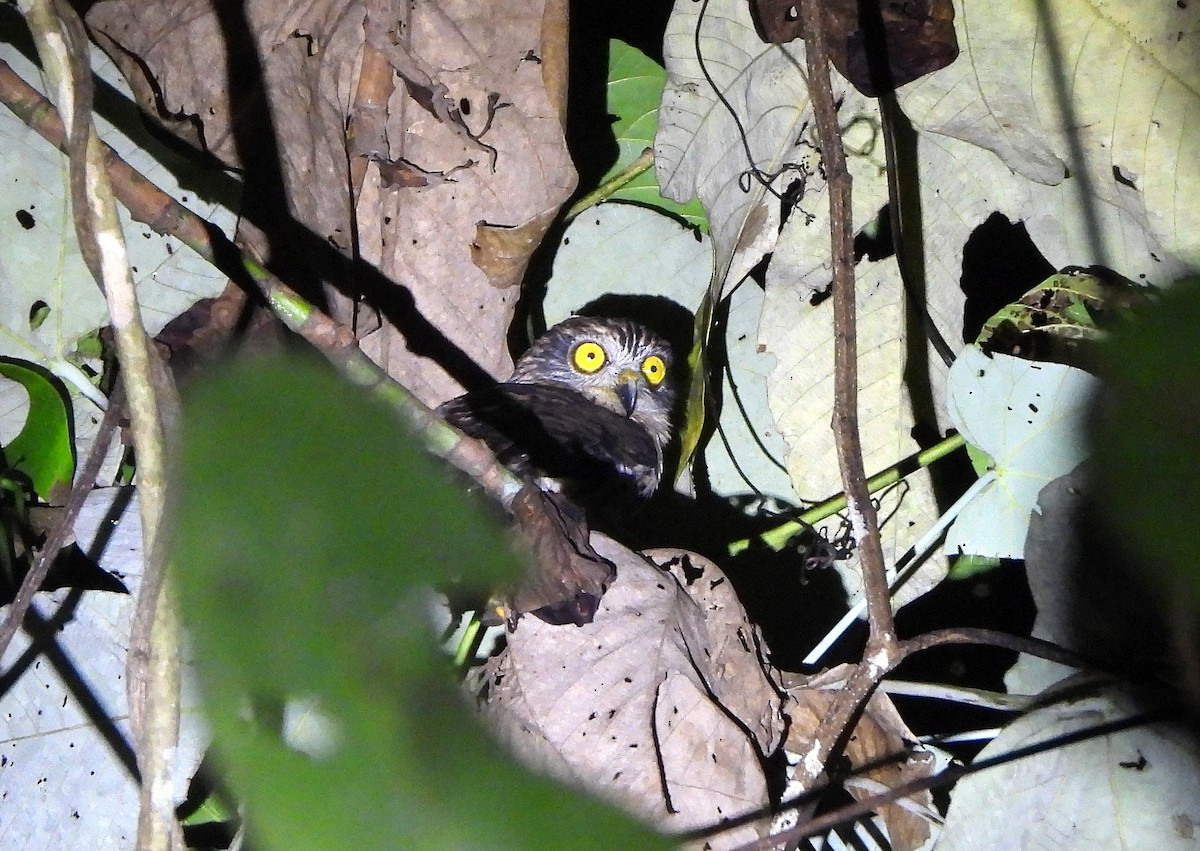 Papuan Owl - Klaus Lachenmaier