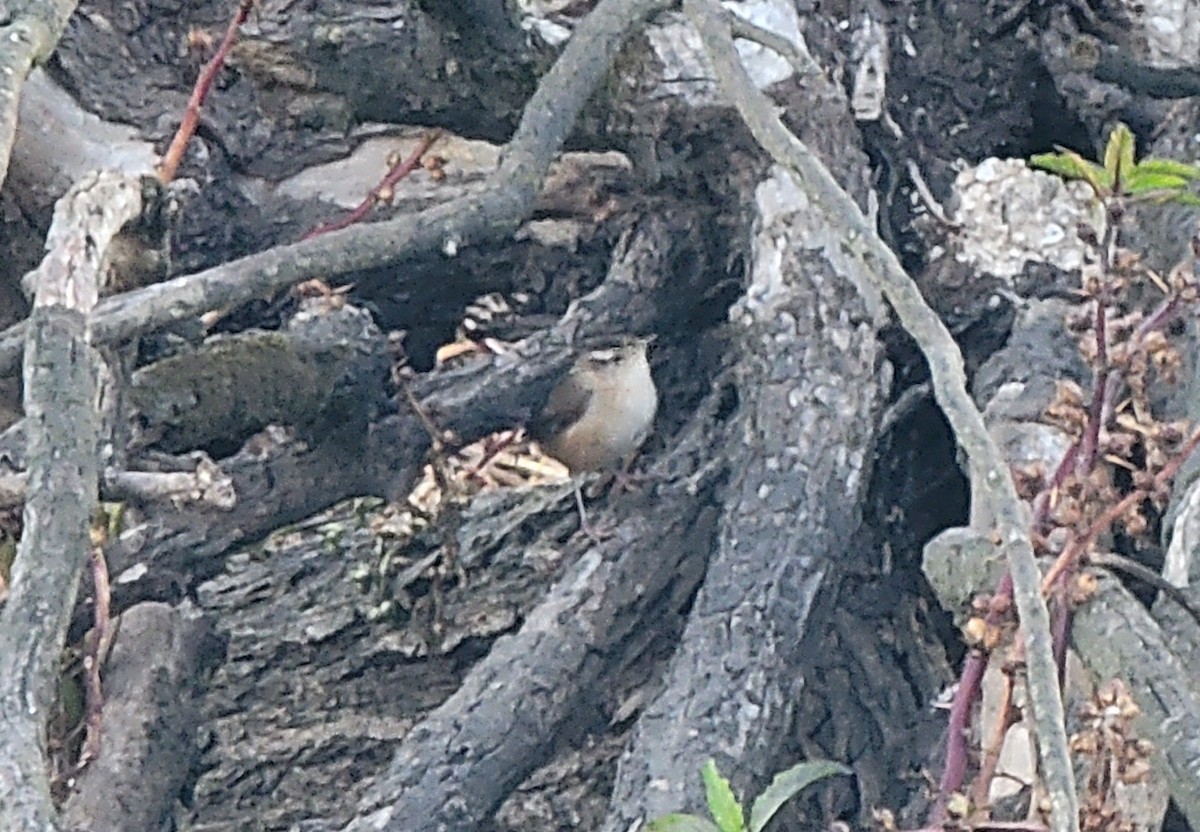 Troglodyte des marais - ML610242078