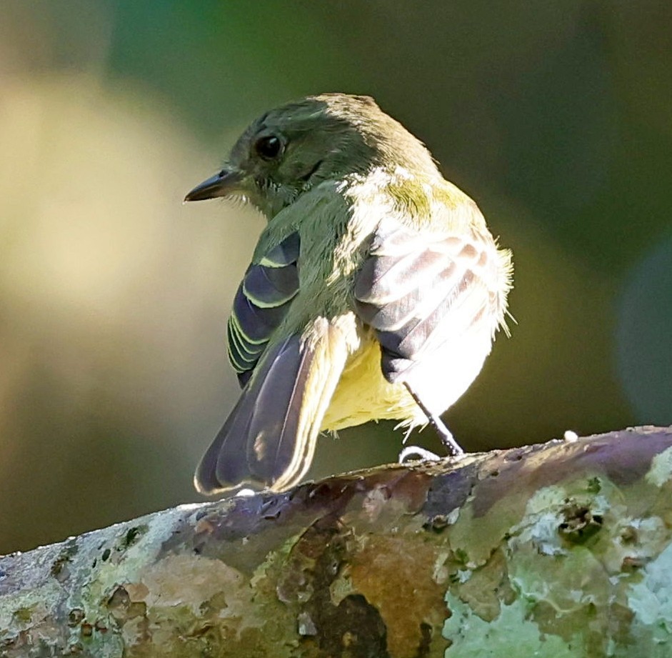 Yellow-crowned Elaenia - ML610242104