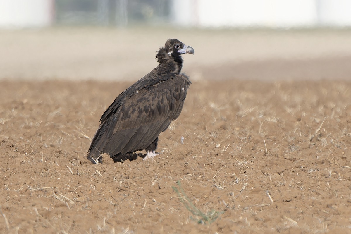 Cinereous Vulture - ML610242177