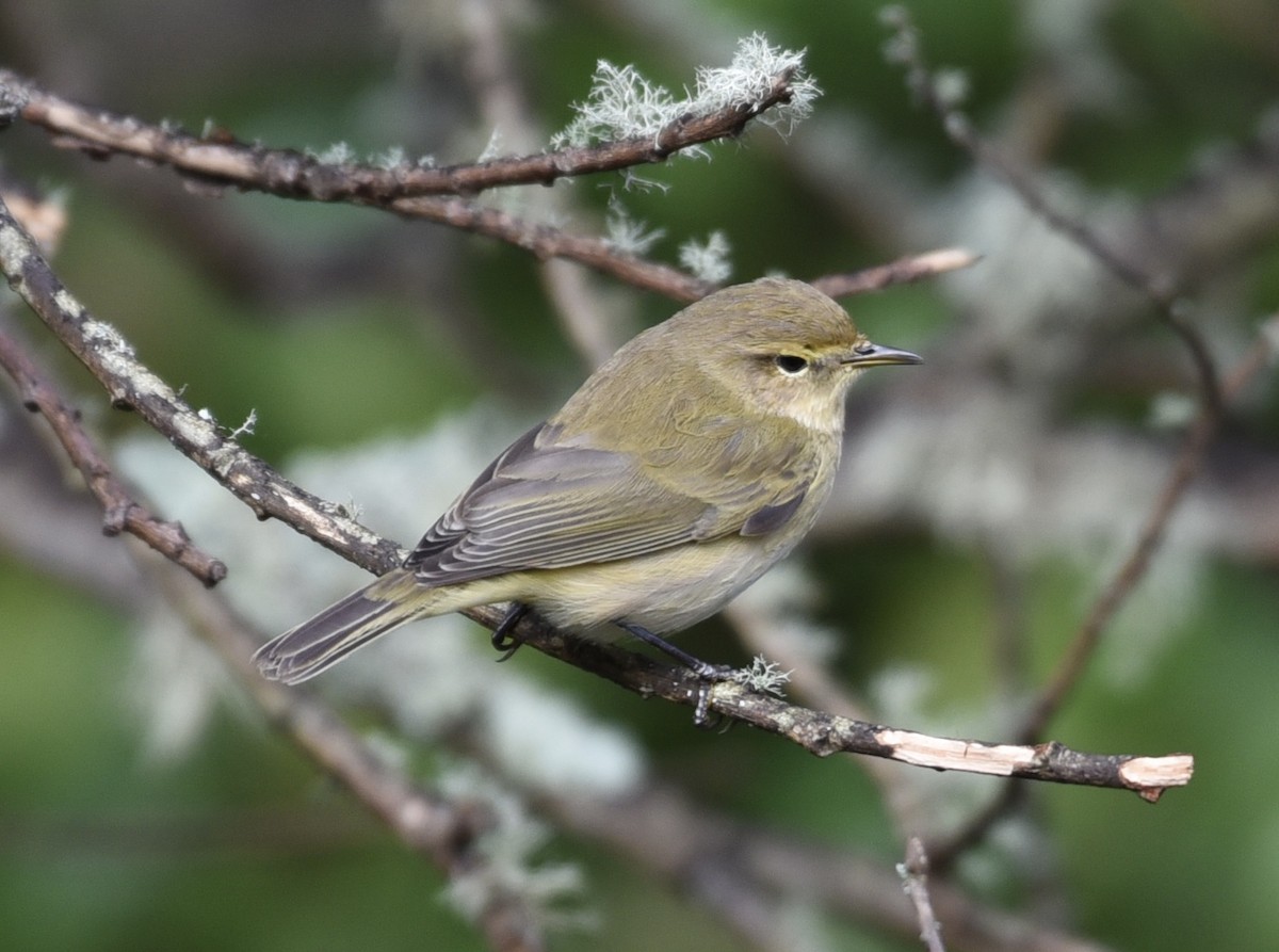 Common Chiffchaff - ML610242232