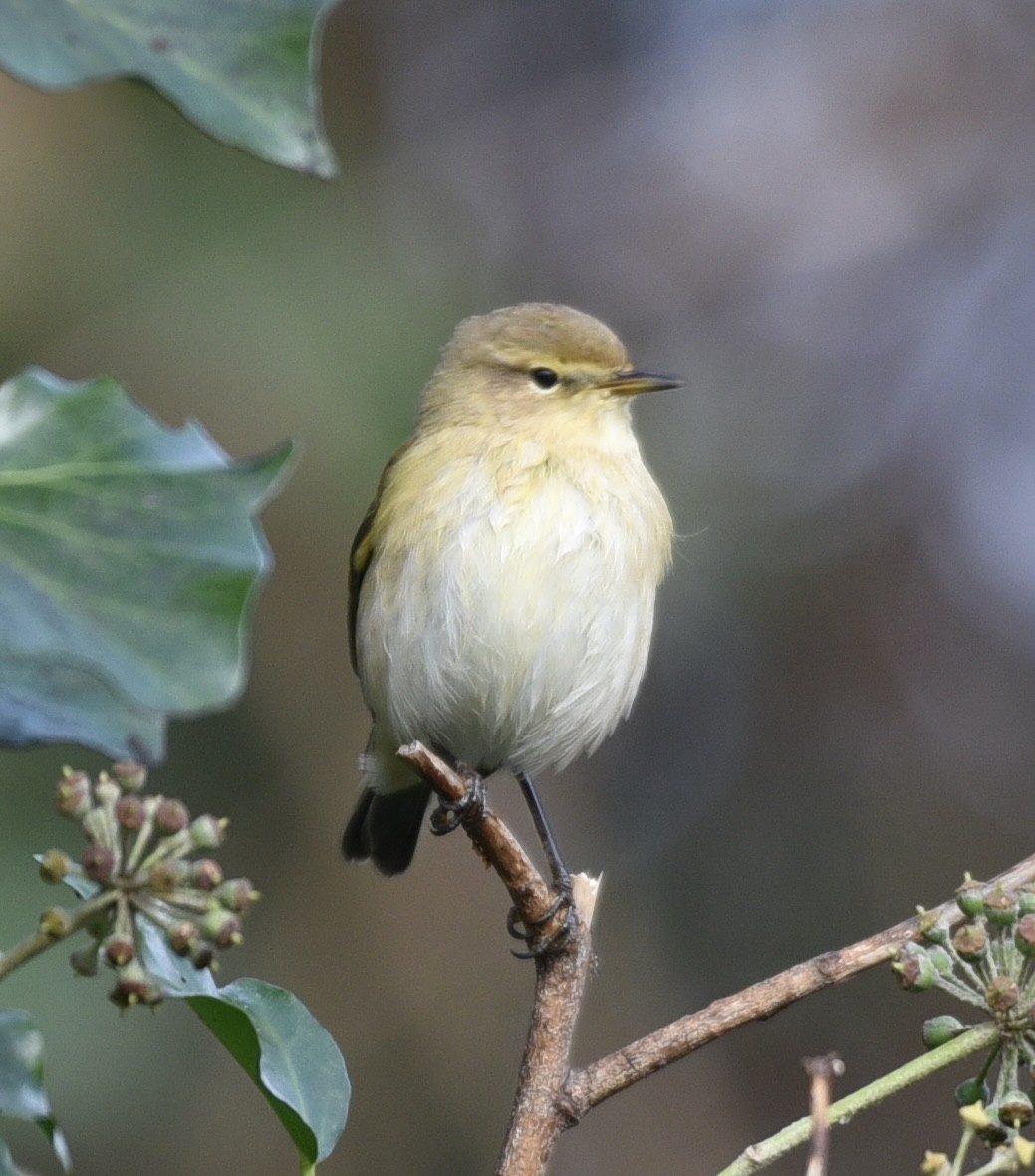 Common Chiffchaff - NM Gatward