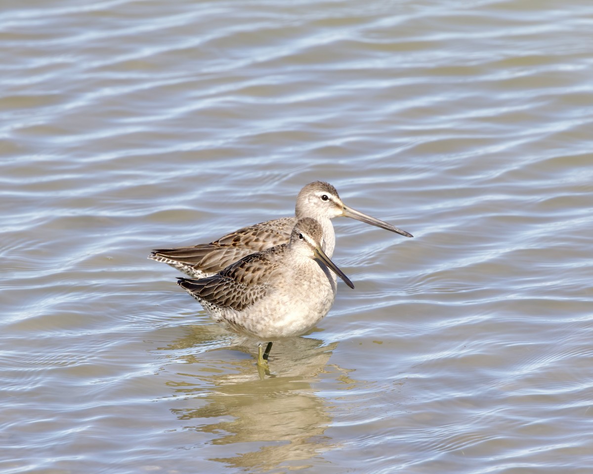 Long-billed Dowitcher - ML610242358