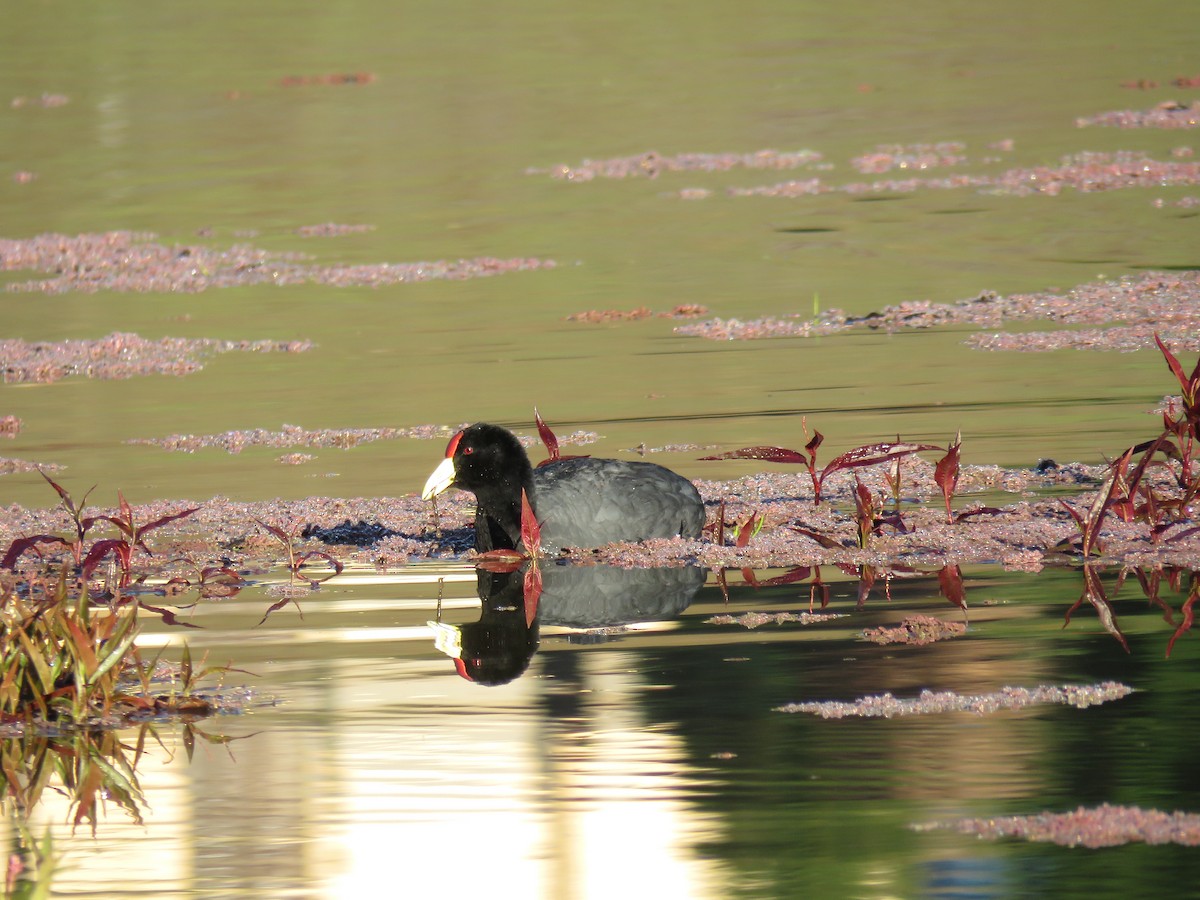 Slate-colored Coot - ML61024241