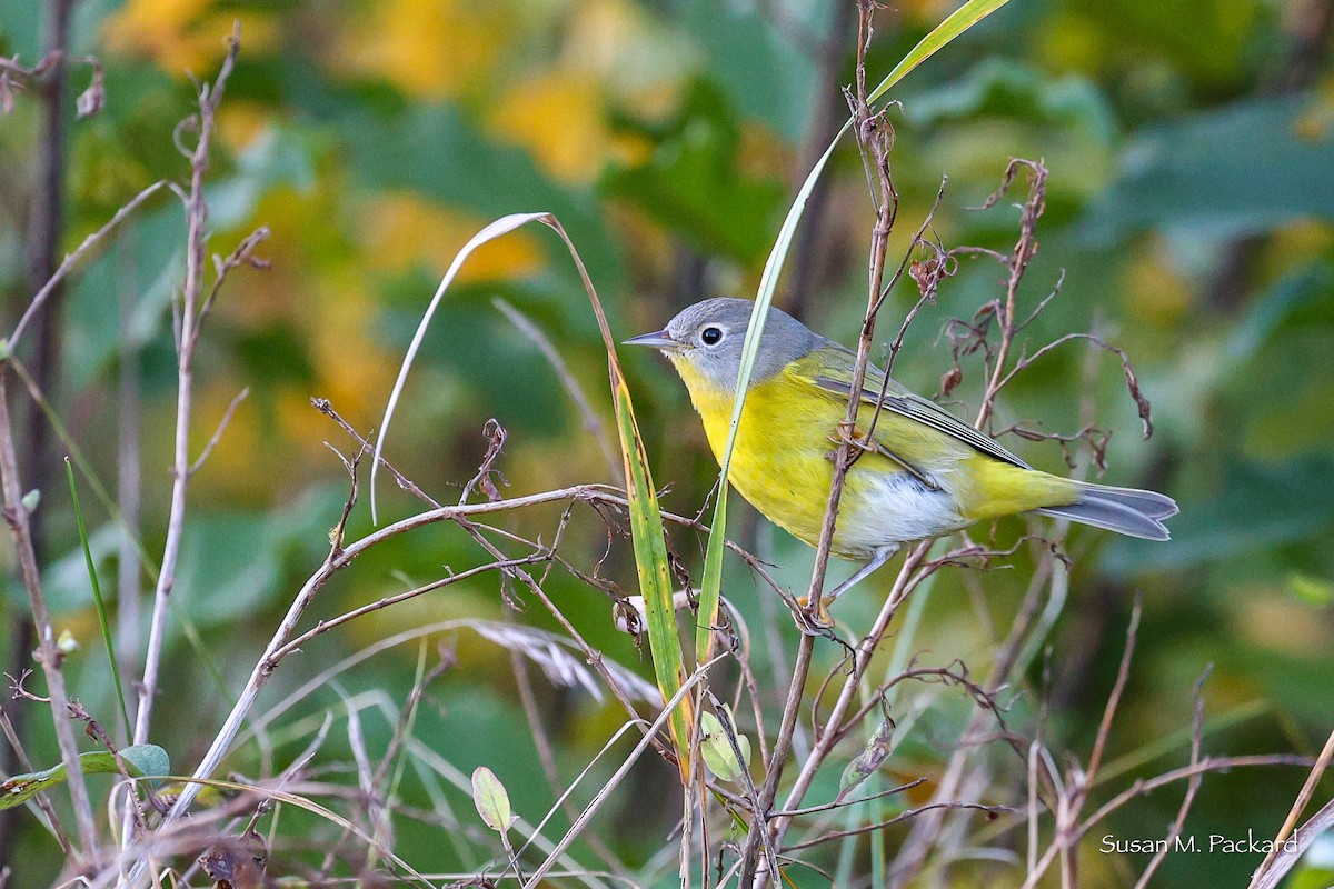 Nashville Warbler - Susan Packard