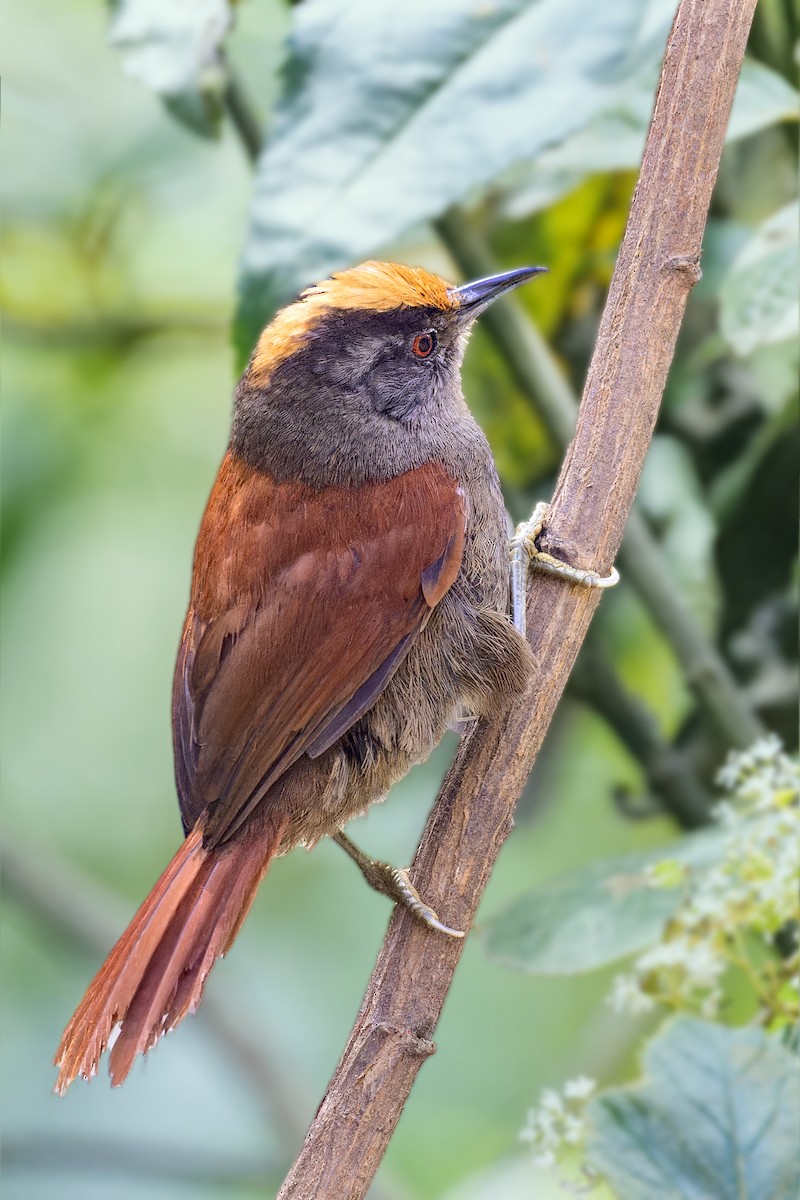 Light-crowned Spinetail (Buffy-crowned) - ML610242456