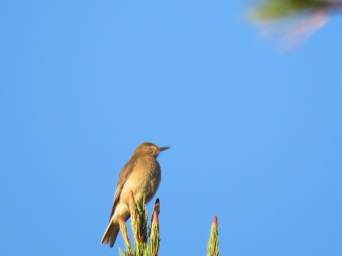 Black-billed Shrike-Tyrant - ML61024251