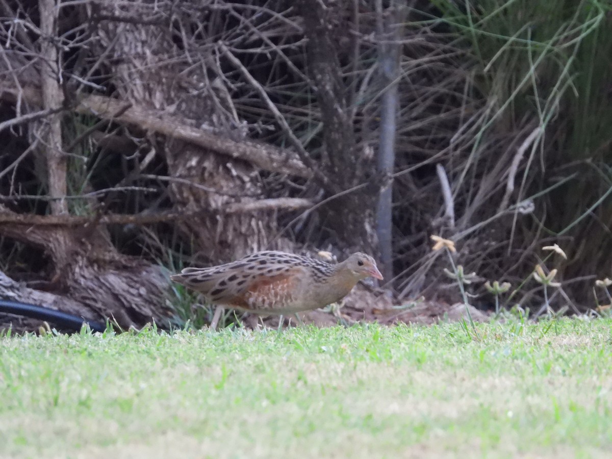 Corn Crake - Daria Vashunina