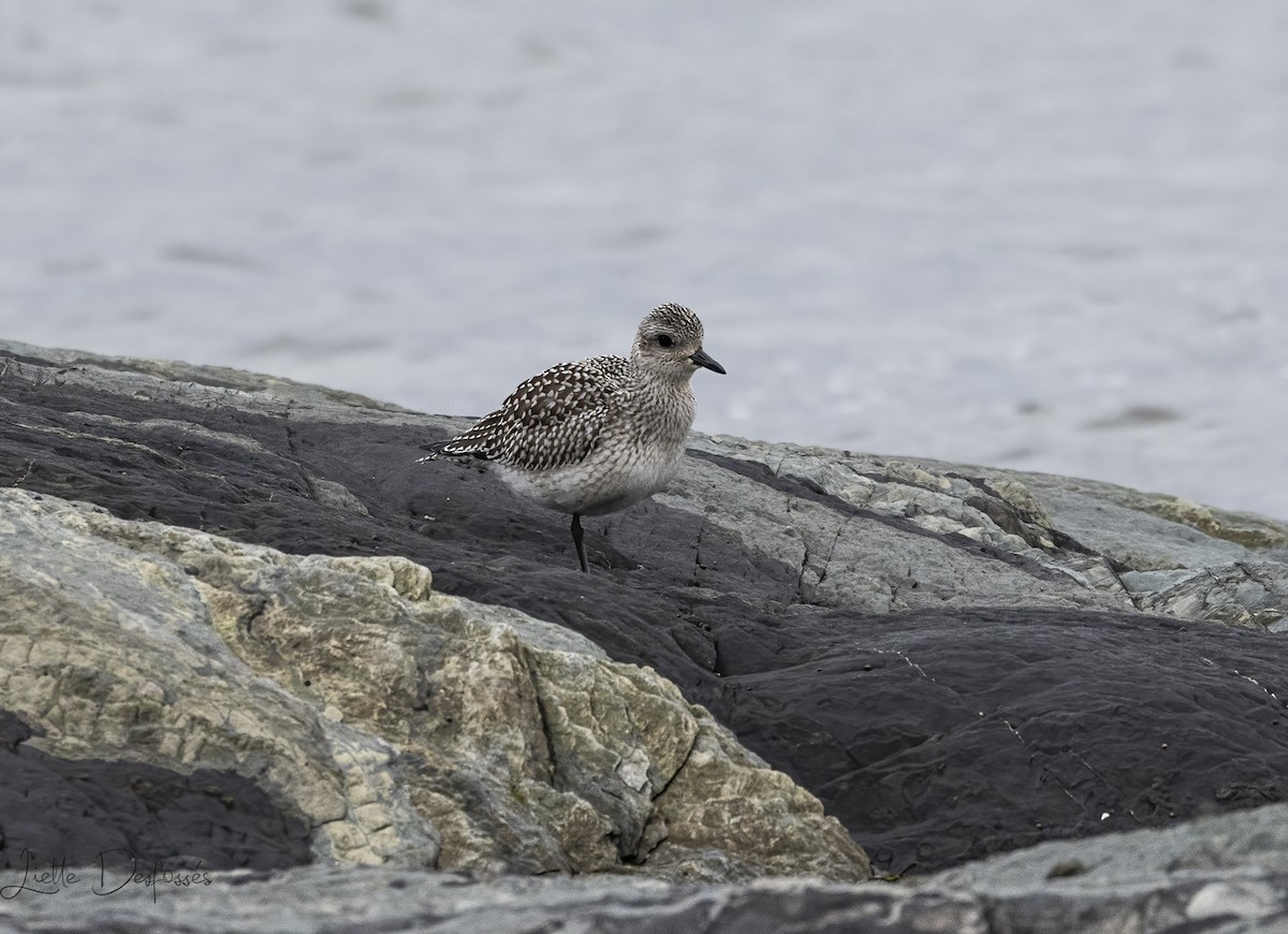 Black-bellied Plover - ML610242566