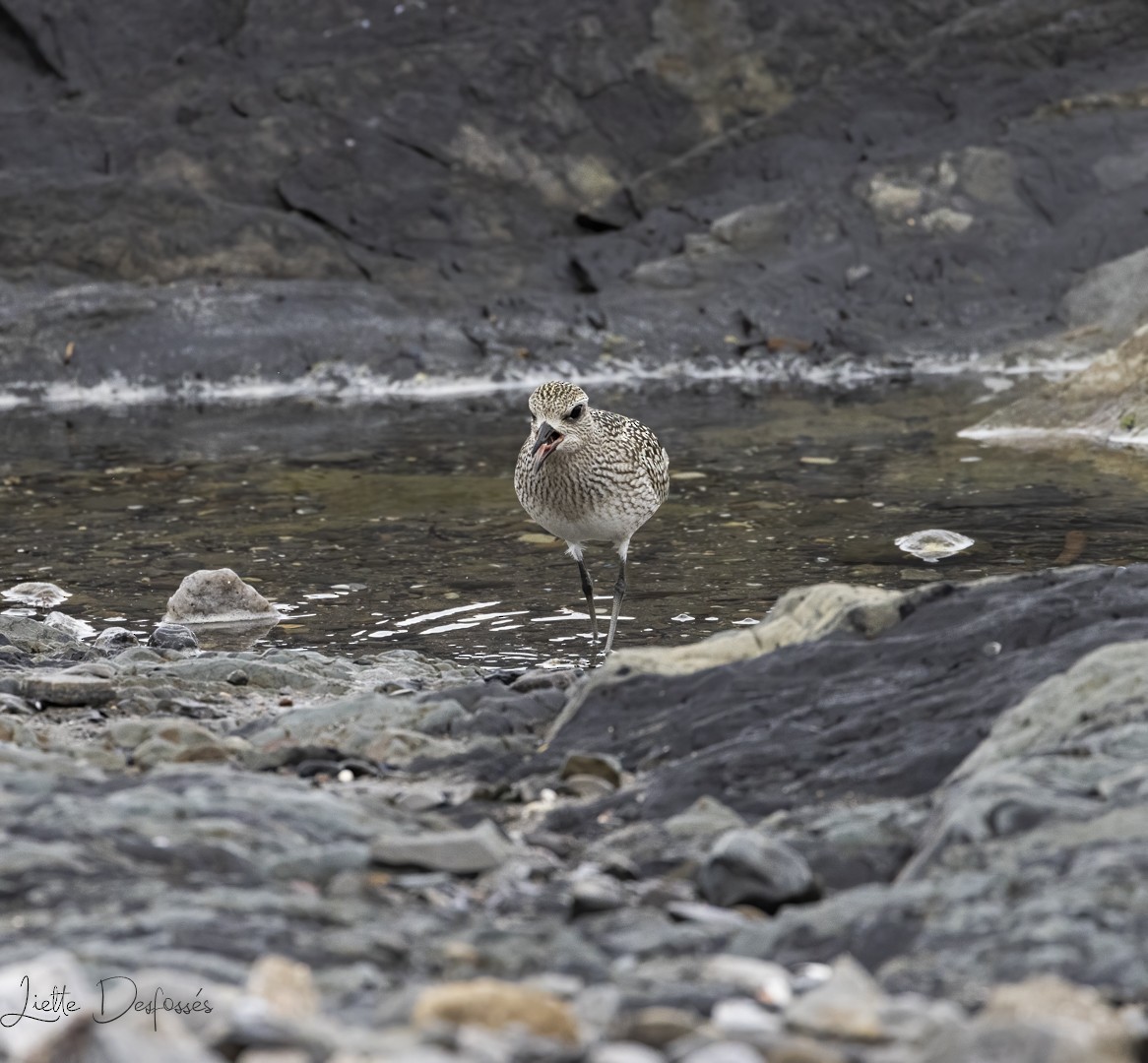 Black-bellied Plover - ML610242567