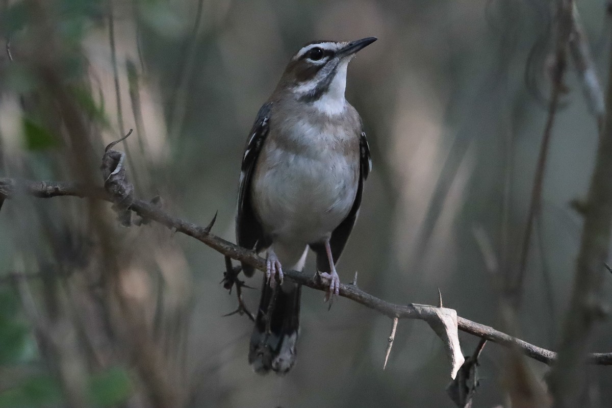 Brown Scrub-Robin - ML610242575