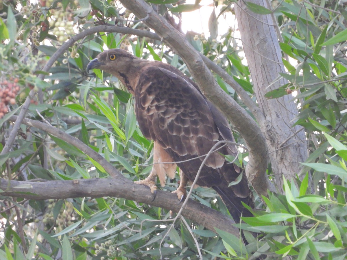 European Honey-buzzard - Daria Vashunina