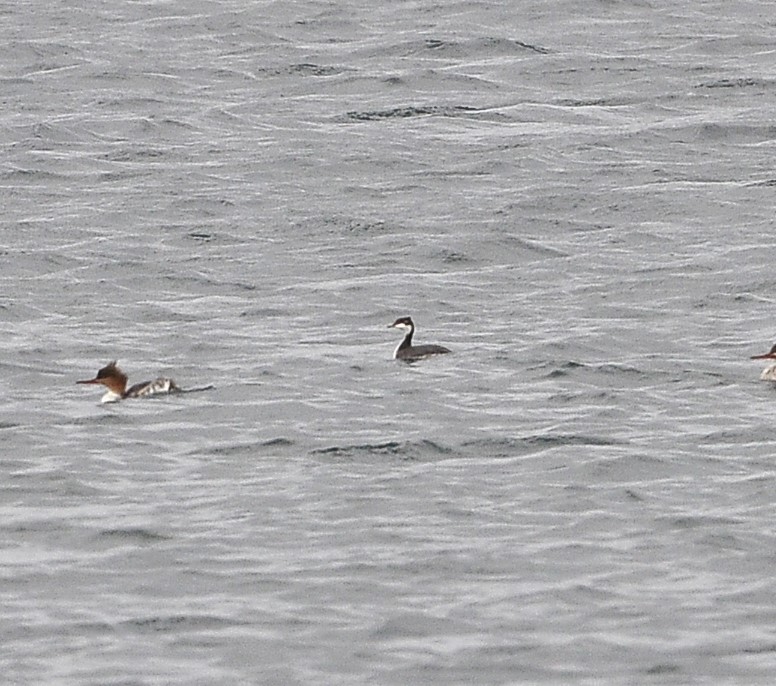 Horned Grebe - ML610242696