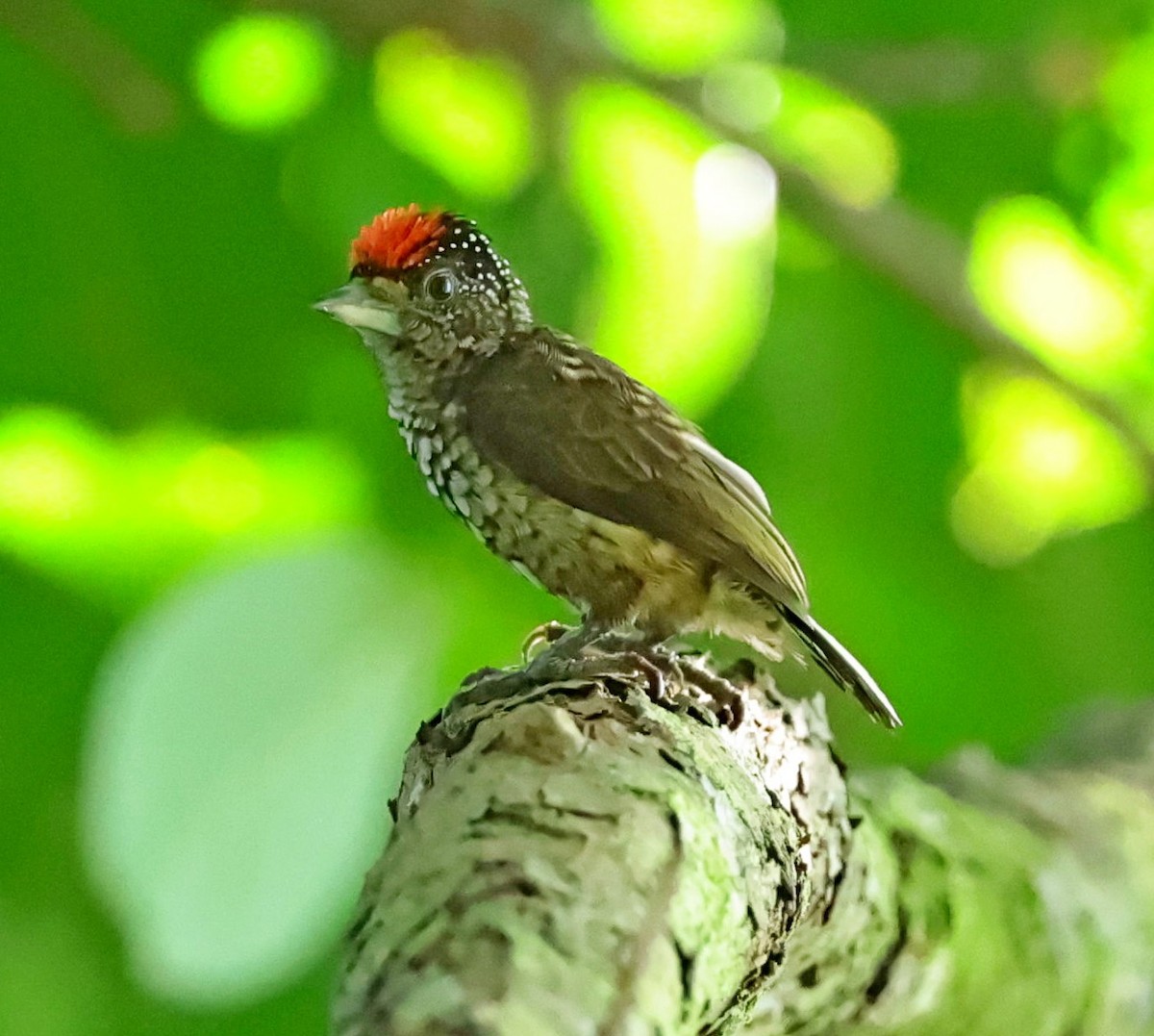 Arrowhead Piculet - ML610242709