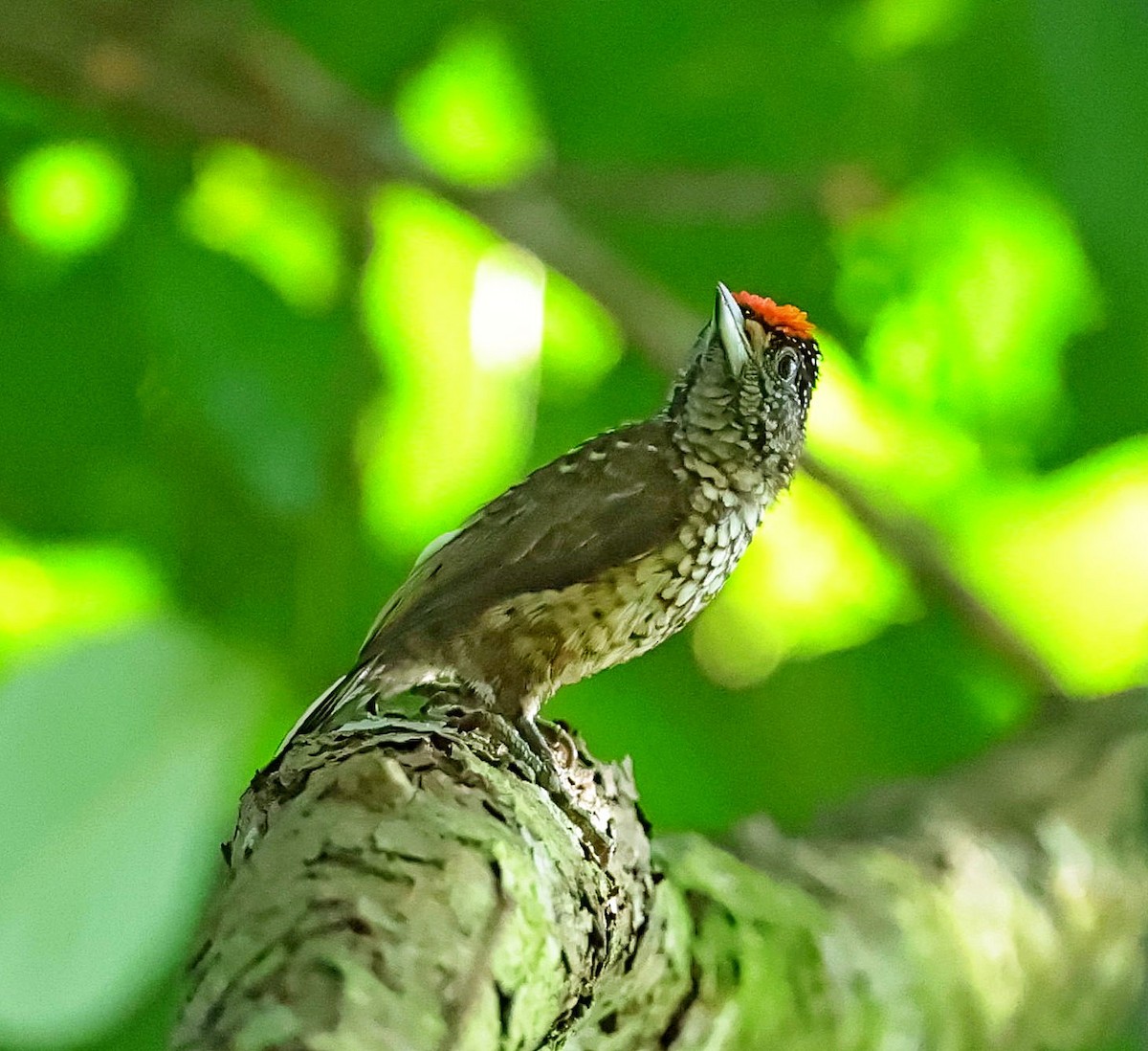 Arrowhead Piculet - ML610242710