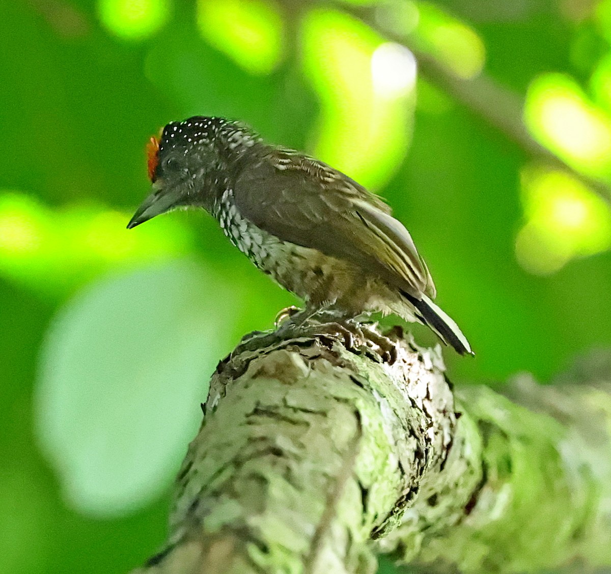 Arrowhead Piculet - ML610242711