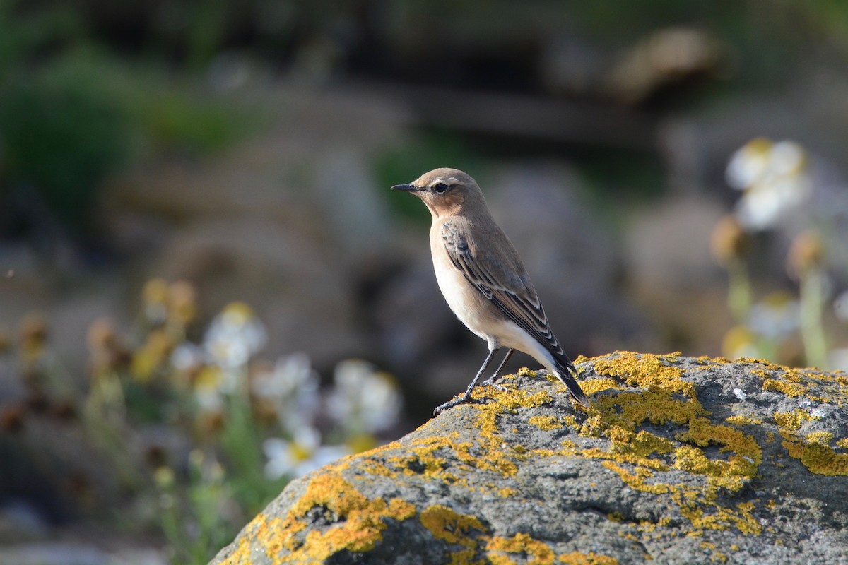 Northern Wheatear - Will  Hayward