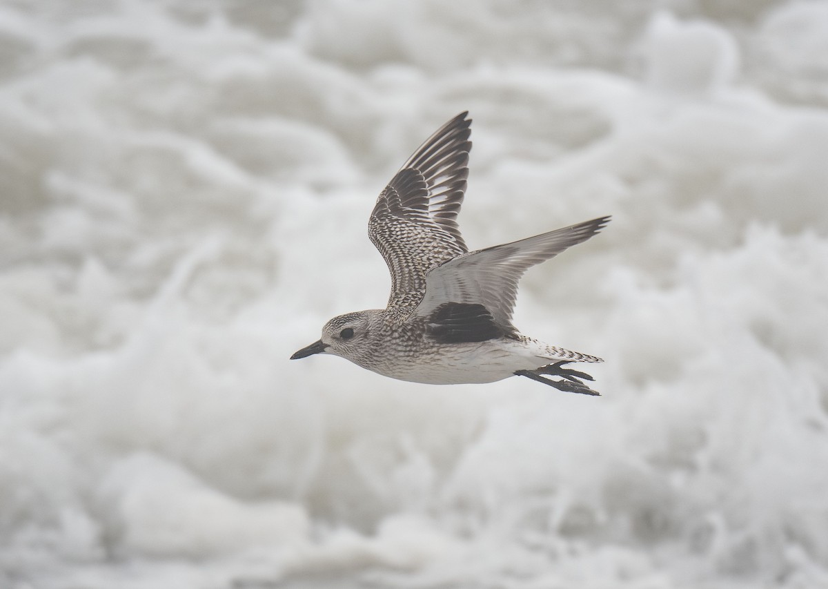 Black-bellied Plover - ML610242911