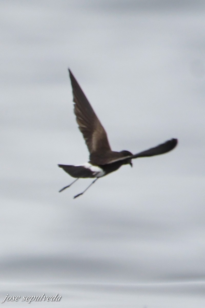 Elliot's Storm-Petrel - ML610243063