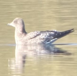 Ring-billed Gull - ML610243141