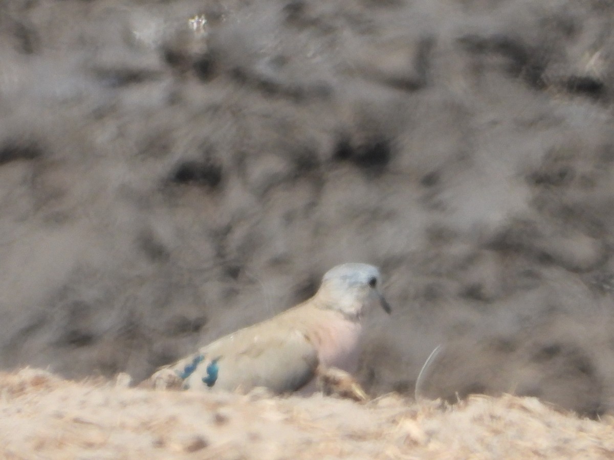 Emerald-spotted Wood-Dove - ML610243297