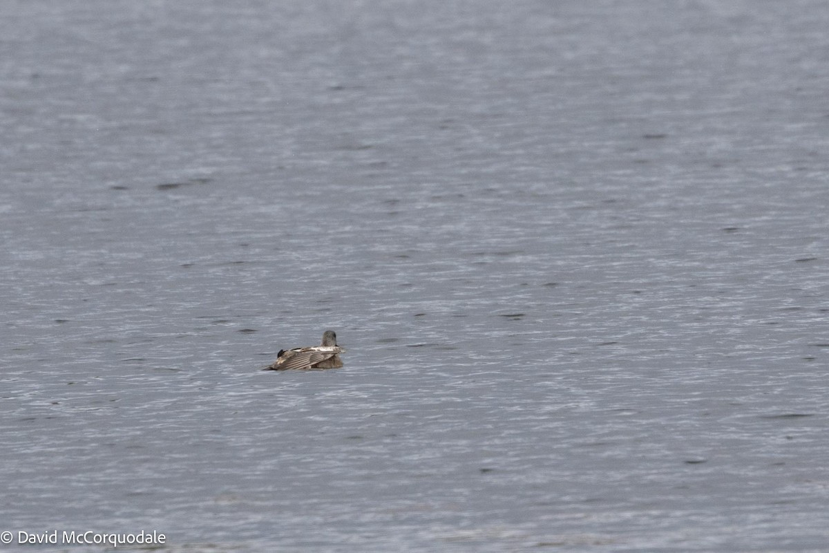 American Wigeon - ML610243310