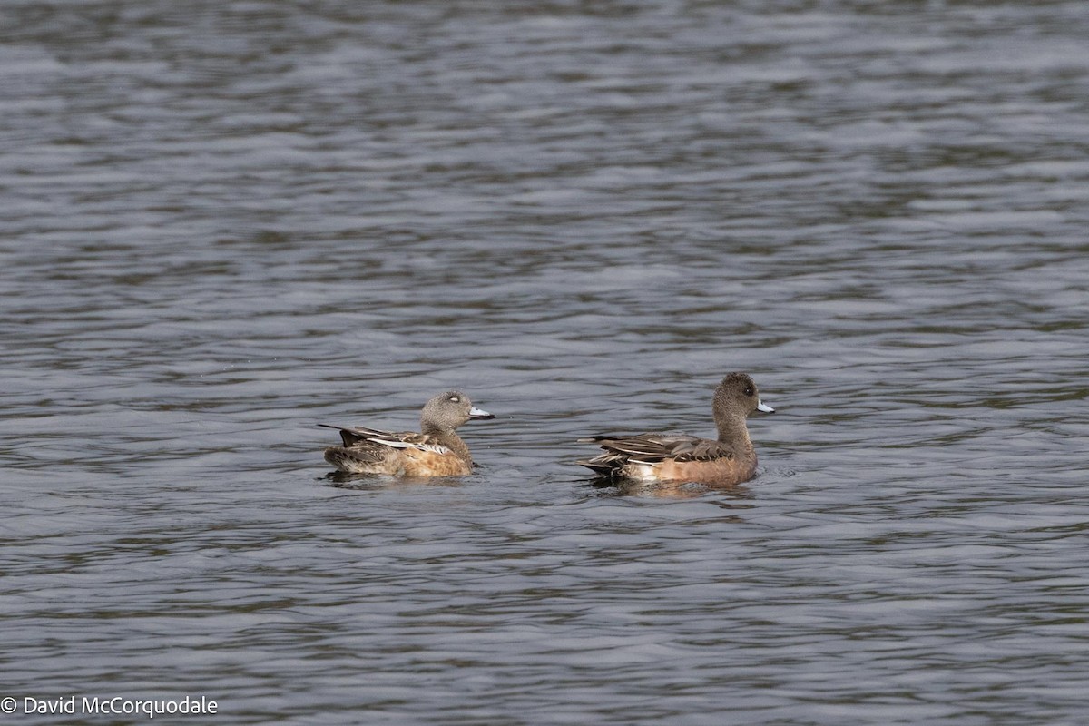 American Wigeon - David McCorquodale